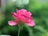 月季花=17