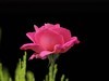 月季花=17