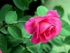 月季花=17