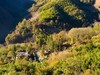 秋游天目山（四）
