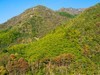秋游天目山（四）