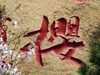 今日东湖樱花园