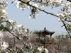 今日东湖樱花园