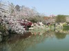 今日东湖樱花园