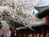 今日东湖樱花园