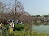 今日东湖樱花园