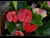 生态园拍花卉－花烛（红掌 粉掌）