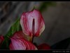 生态园拍花卉－花烛（红掌 粉掌）