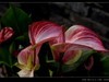 生态园拍花卉－花烛（红掌 粉掌）