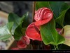 生态园拍花卉－花烛（红掌 粉掌）