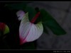 生态园拍花卉－花烛（红掌 粉掌）