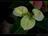 生态园拍花卉－花烛（红掌 粉掌）