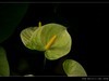 生态园拍花卉－花烛（红掌 粉掌）