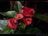 生态园拍花卉－花烛（红掌 粉掌）