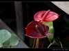 生态园拍花卉－花烛（红掌 粉掌）