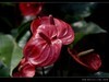生态园拍花卉－花烛（红掌 粉掌）