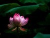 赏荷-3