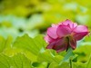 赏荷-3
