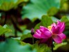 赏荷-3