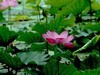 文峰公园荷花绽放=4