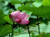 文峰公园荷花绽放=4