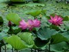 文峰公园荷花绽放=4