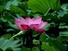 文峰公园荷花绽放=4