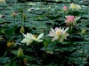 文峰公园荷花绽放=4