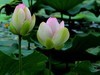 文峰公园荷花绽放=4
