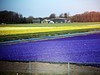 荷兰郁金香花田风光