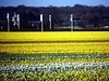 荷兰郁金香花田风光