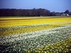 荷兰郁金香花田风光