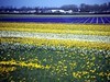 荷兰郁金香花田风光