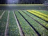 荷兰郁金香花田风光