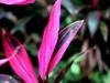 亚热带植物蕉【海口】