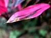 亚热带植物蕉【海口】