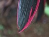亚热带植物蕉【海口】