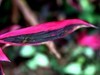 亚热带植物蕉【海口】