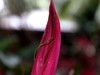 亚热带植物蕉【海口】