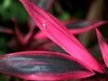 亚热带植物蕉【海口】
