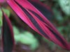 亚热带植物蕉【海口】