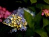 长沙花田厝--绣球花1