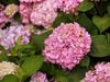 长沙花田厝--绣球花1