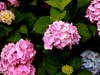 长沙花田厝--绣球花1