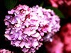 长沙花田厝--绣球花1