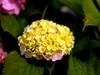 长沙花田厝--绣球花1