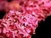 长沙花田厝--绣球花1