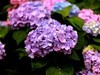 长沙花田厝--绣球花1