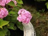 长沙花田厝--绣球花1