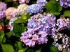 长沙花田厝--绣球花1